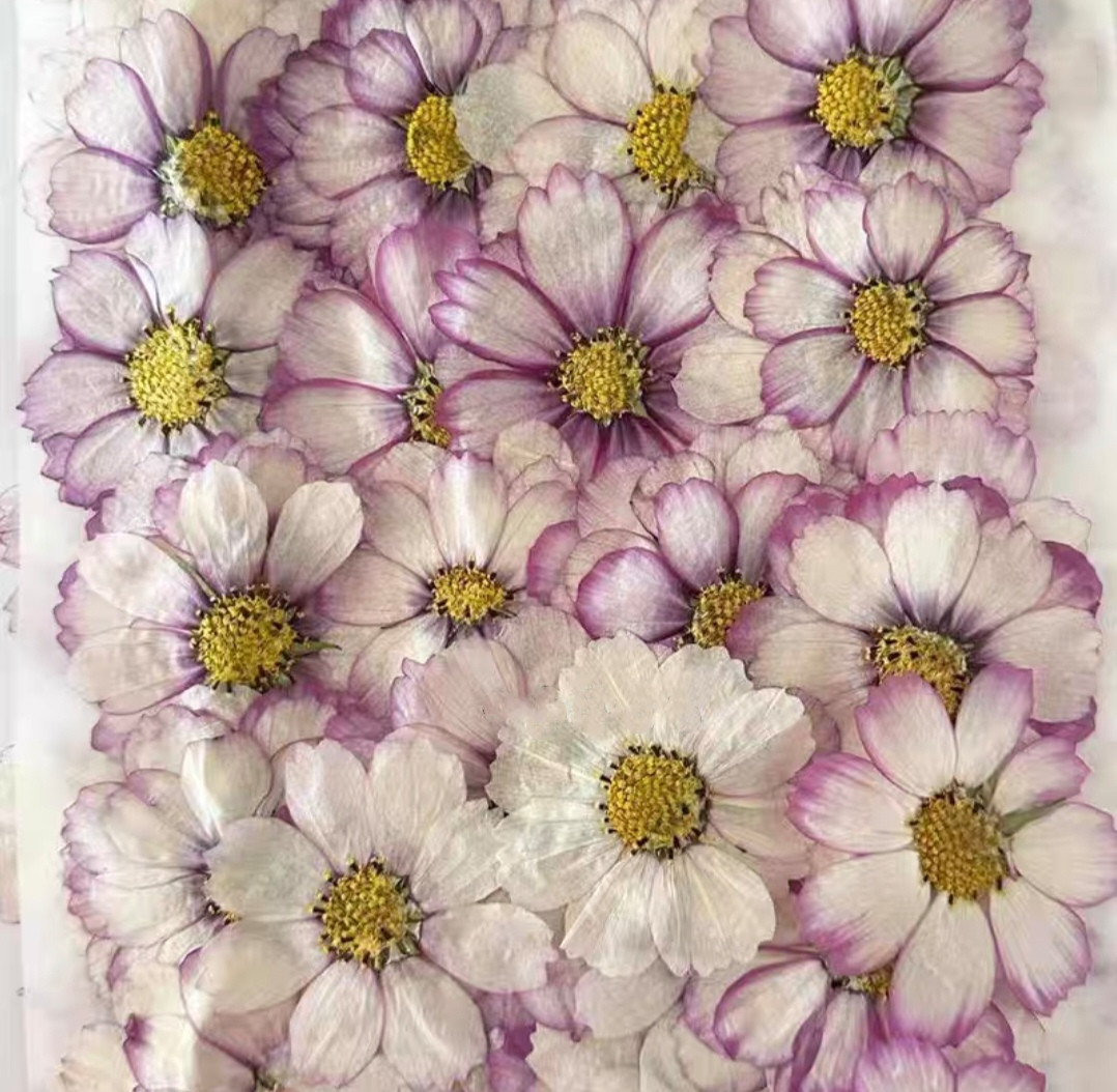 Body Jewelry Display Case - 60 pz Pressato Secco Cosmos Fiore
